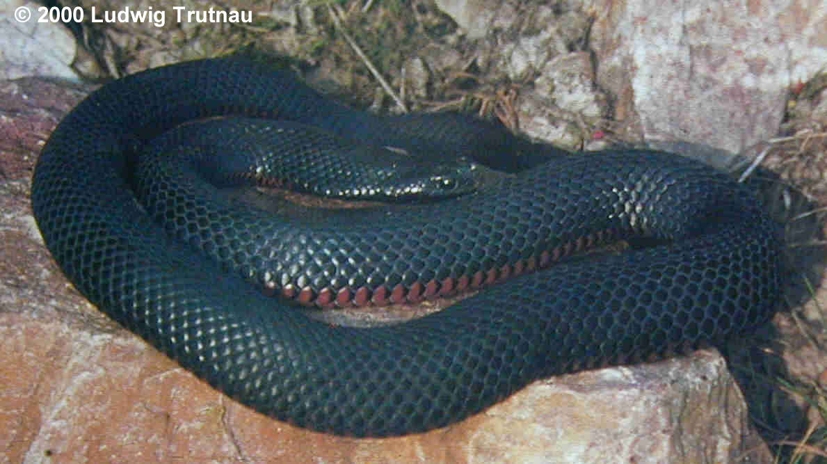 Pseudechis porphyriacus Bild02